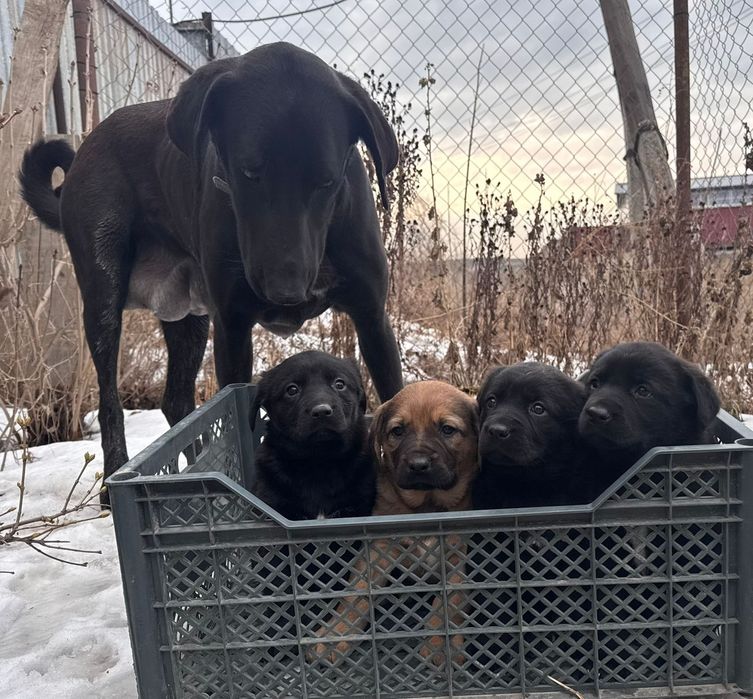 Продам щенков породистых