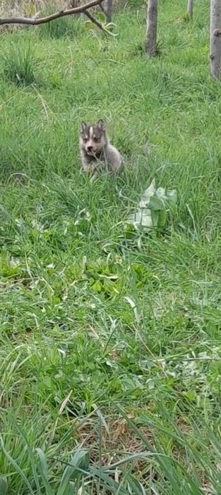 Щенки лайки западники