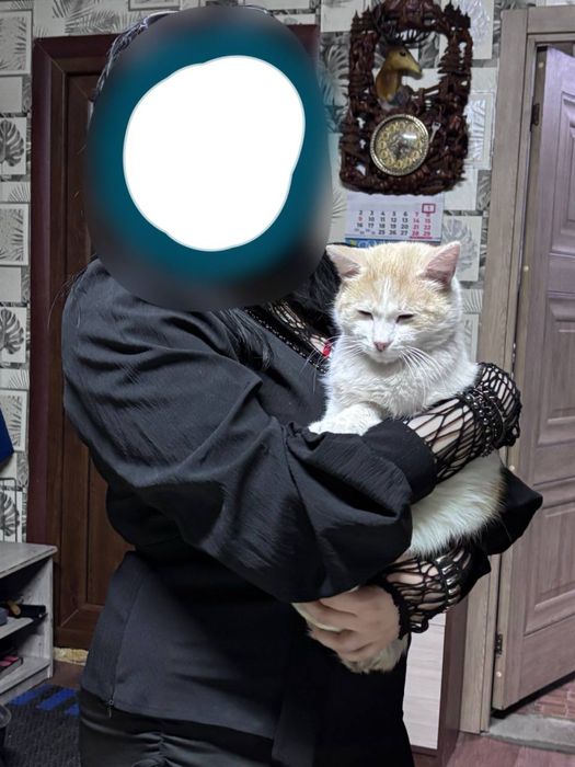 Пропал кот Мурзик