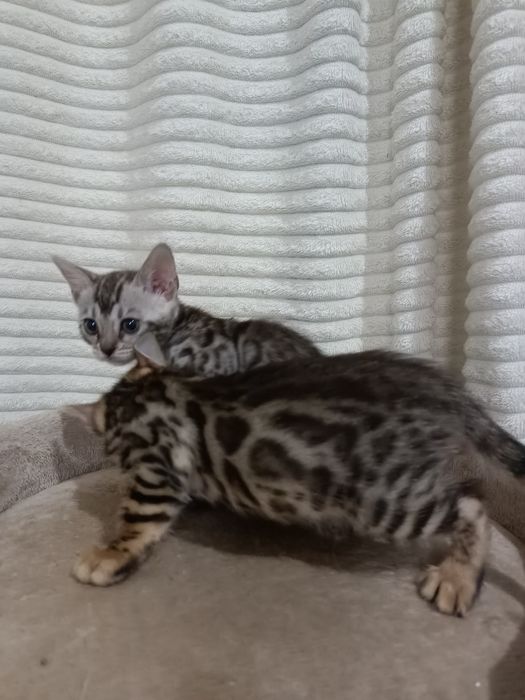 Чистокровные бенгальские котята девочки