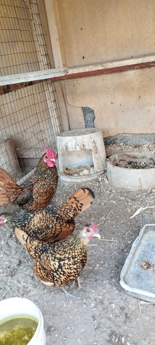 SIBRAYT va FENIKS zotli tovuq tuxumlari