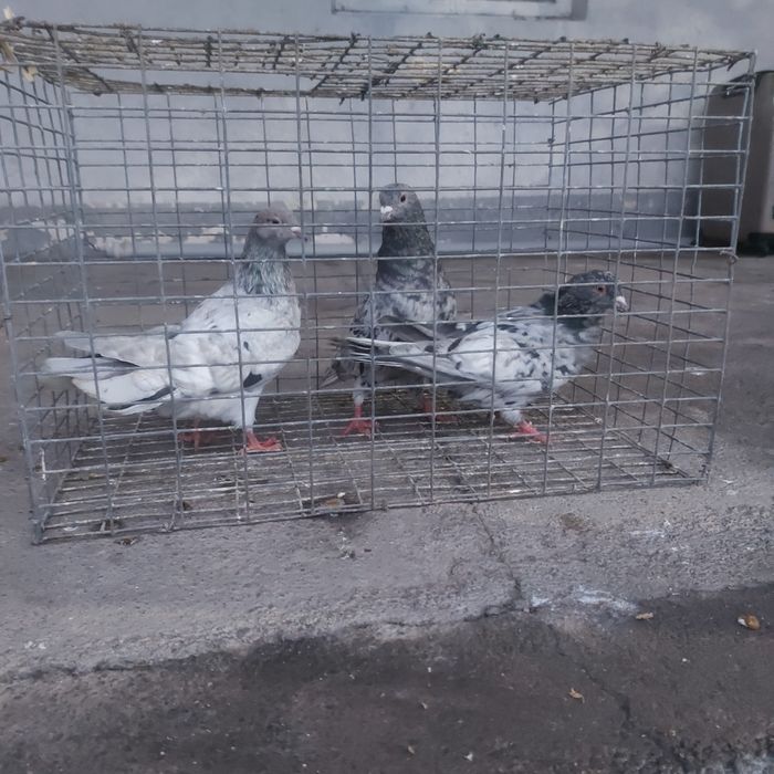 Челкар  2 самец 1 самка лет игра