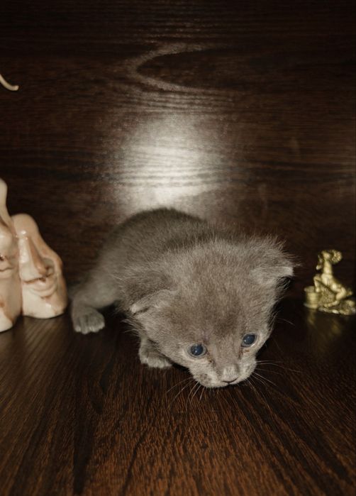 котята,веслоухие