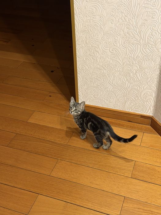 Котенок в добрые руки