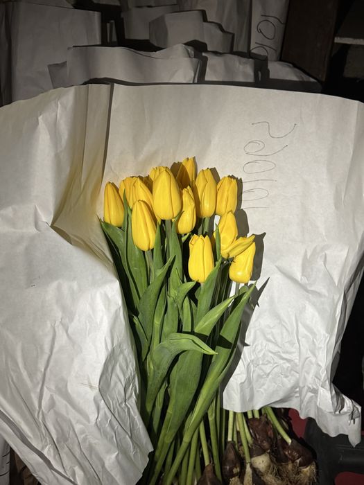 тюьпаны оптом и розницу