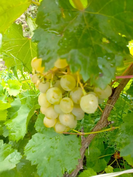 Продам дачу Сад Реченька