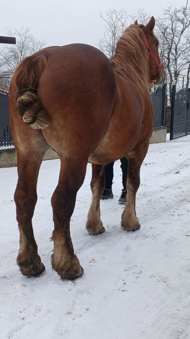 De vânzare armăsar