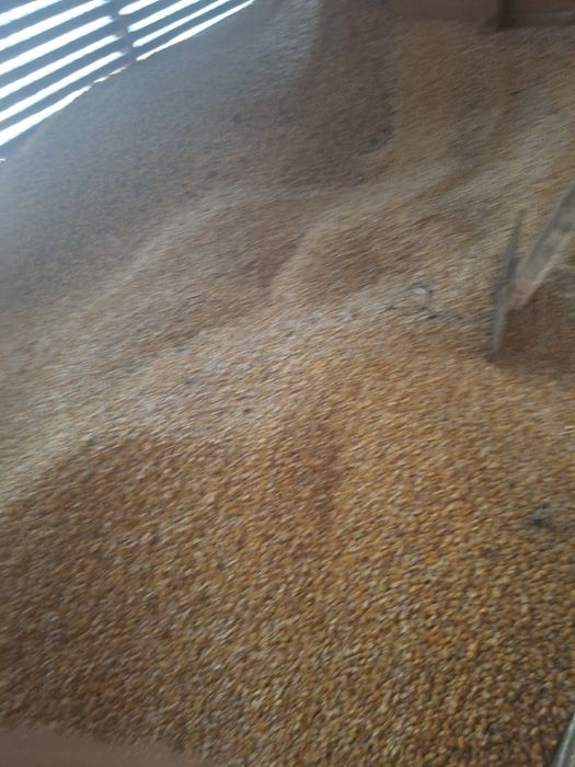 Vand porumb 1,50lei/kg