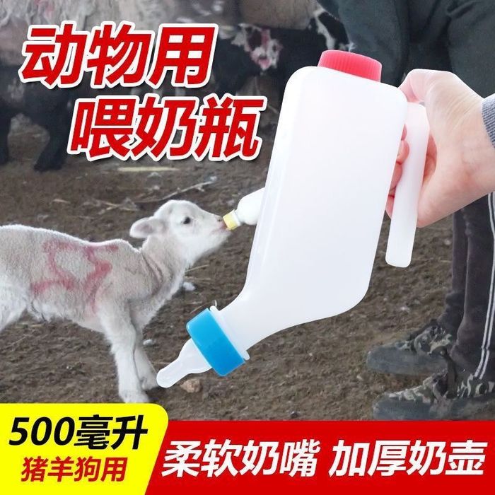 Лақтарға,  қозыларға сүт беру