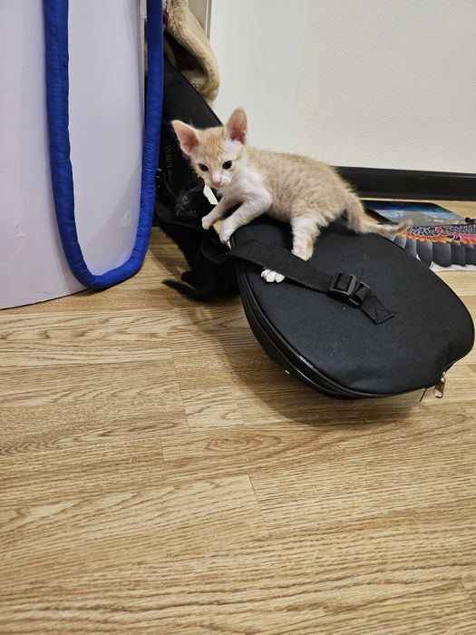 Отдам котёнка в хорошие руки. Мальчик