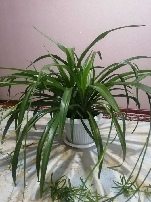 Продам Хлорофитум. Цена 5000тг