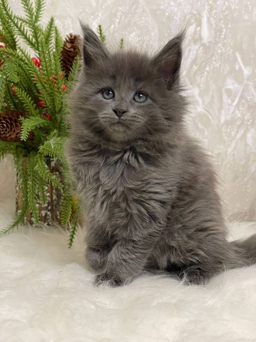 Шикарный мальчик мейнкун