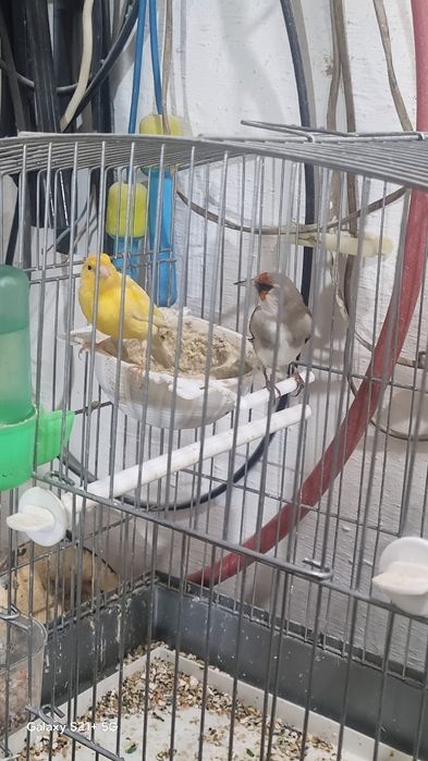 Продаются сюда головы футбол больше двух лет