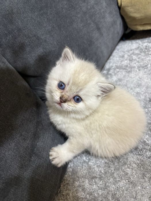 Продаются котята шиншиллы