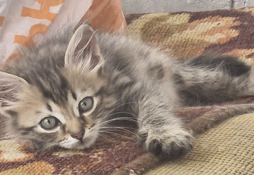 Отдаю хороших котят