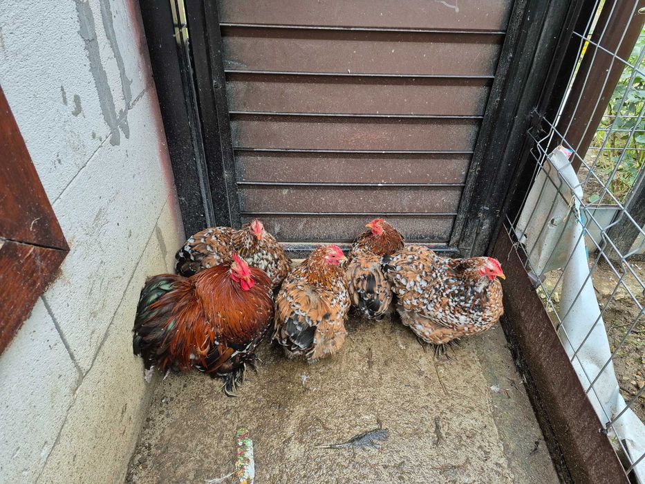 Gainușe cochinchina pitic porțelan !