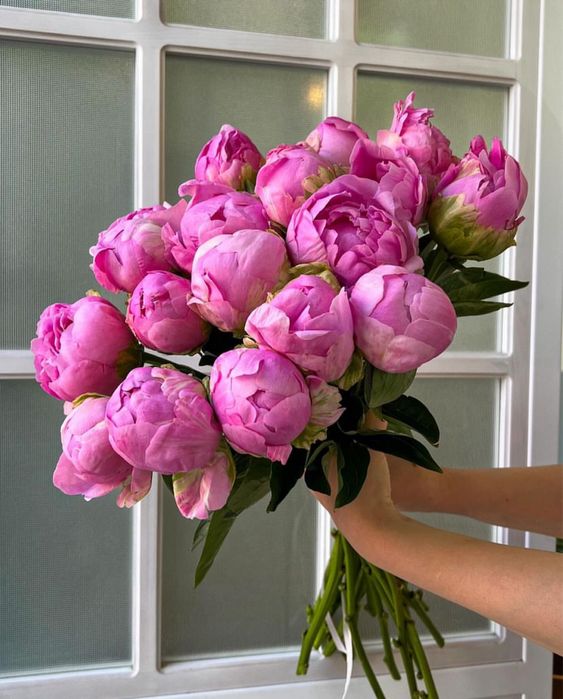 Голландские Пионы все сорта