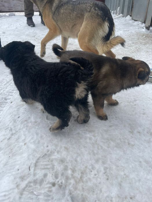 Щенята в хорошие руки