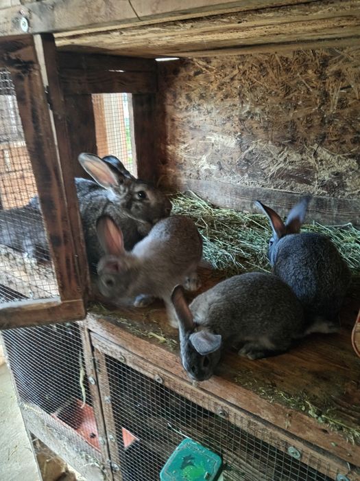 Iepuri rasa chinchilla mare