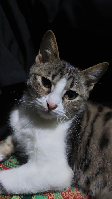 Вактинчалик караб турадиган булса хам яхщи буларди