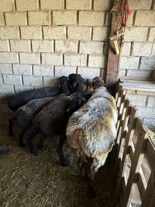 Қошқар. Саулық. Қой. Кошкар. Саулык