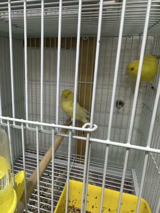 На продажу самец 2024 года