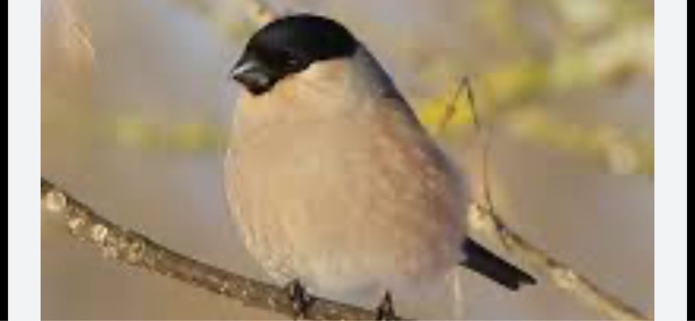 Певчие птицы снигири