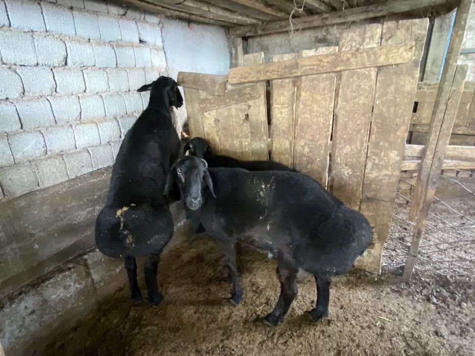 Katta xoroz kichkina yosh eshakni yirtib tashlaydi