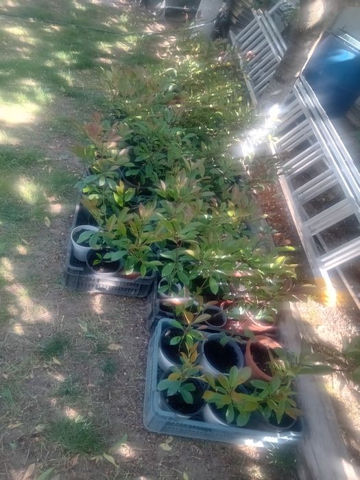 Photinia red Robin gard viu.