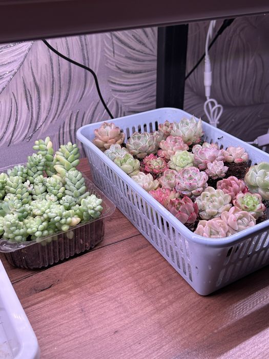 Суккуленты любой 2500