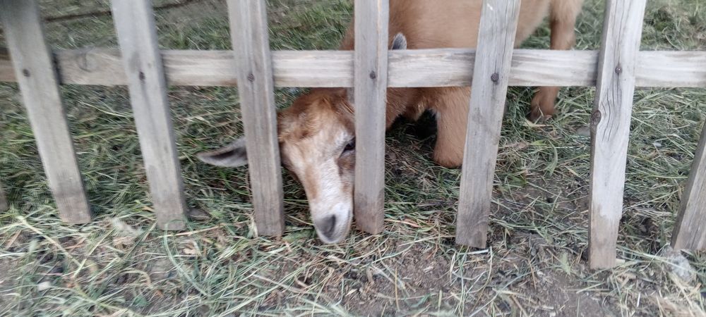 Орыс ешкі лағымен