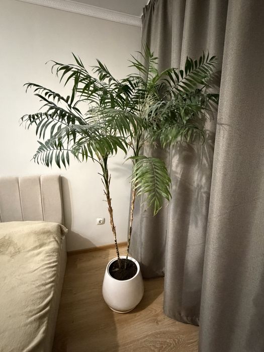 Продам пальму хамедорея