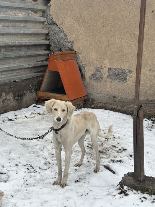 Тазы для охоты!’