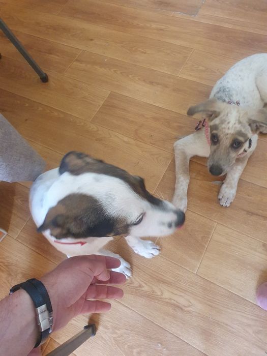 Отдам в хорошие руки