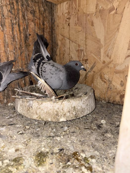 Vand o pereche de porumebi