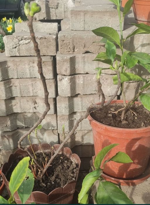 Smochini puieti aclimatizați frig