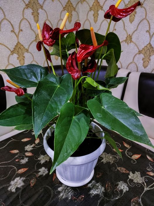 Комнатные растения. Доставка