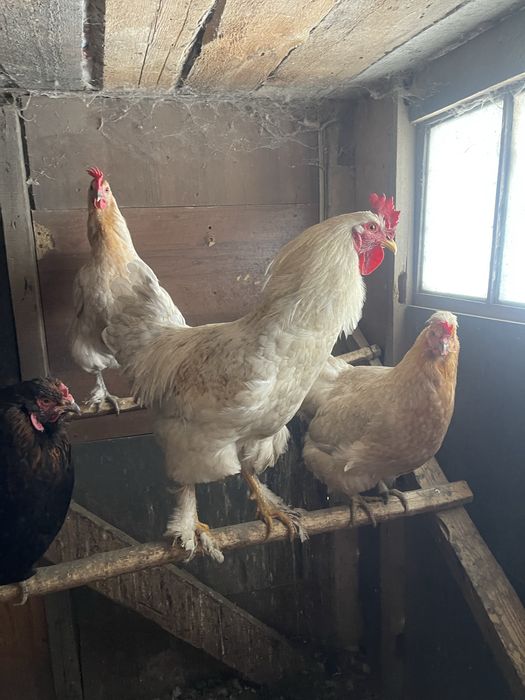 Продам  молодых петушков