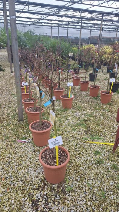 Bananier, Camelia,arțar japonez ,palmieri ,Fenixx