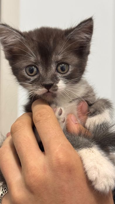 Кот меньше месяца