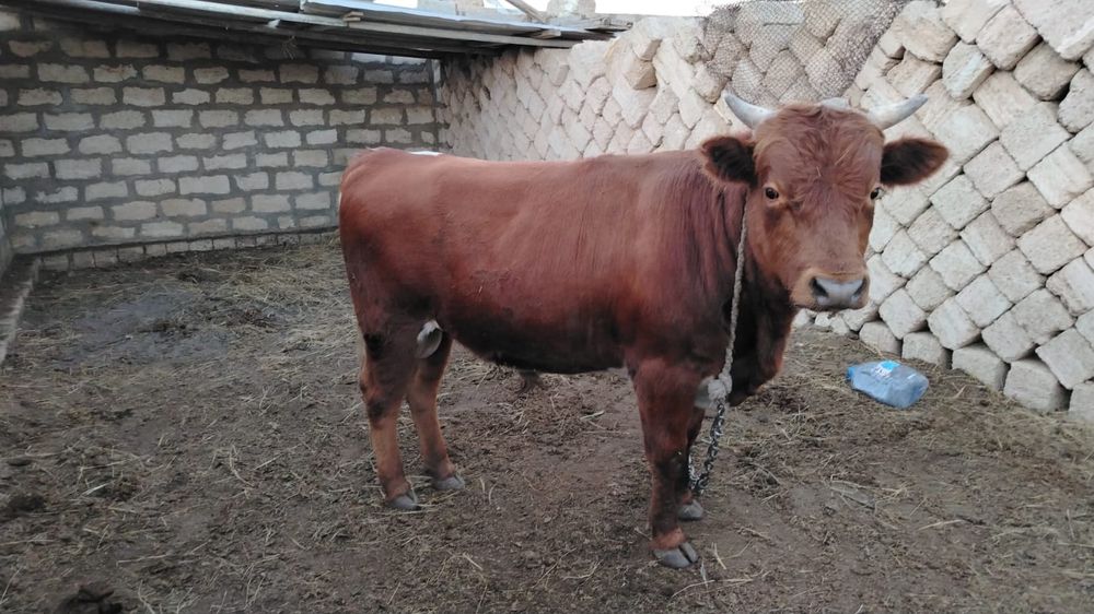 Жас бұқа 1,7 ай сатылады срочно