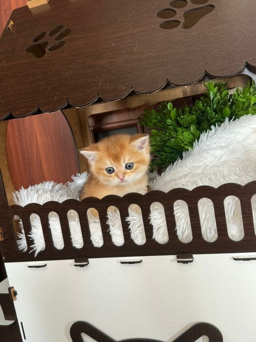 Шишиллы маалышии золтые