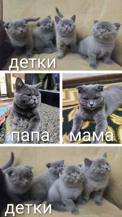 Продаются котята скоттиш фолд страйт шотландские вислоухие