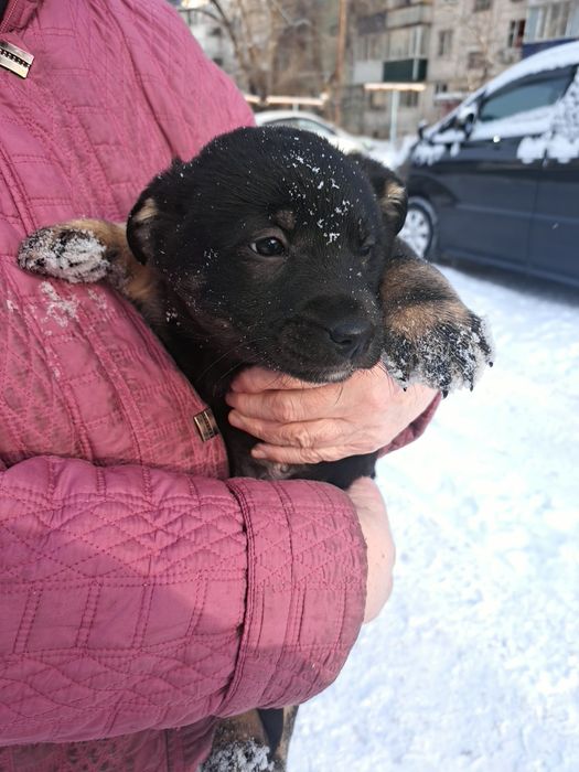 Отдам щенков в добрые руки