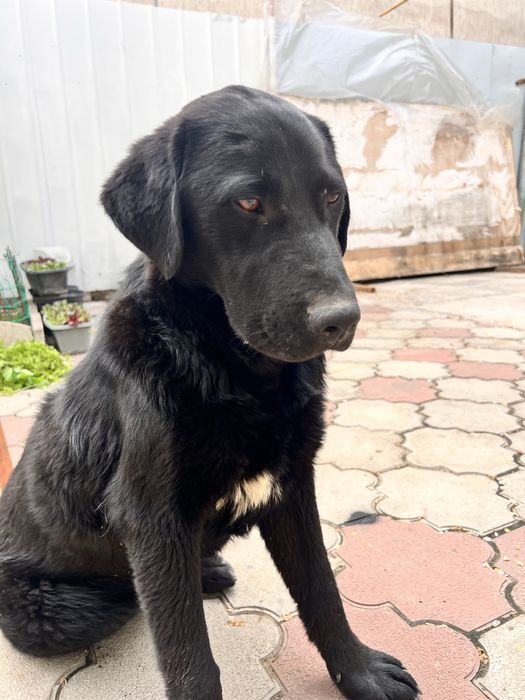 Найден лабрадор Алматы