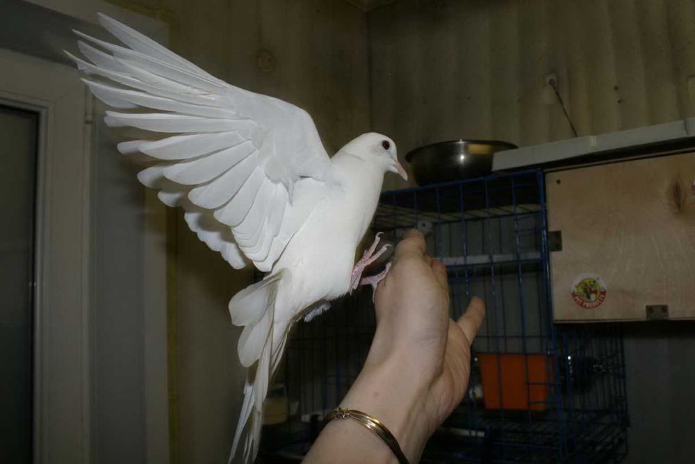 Продам Египетскую смеющуюся горлицу