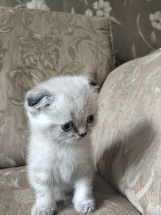 Продам котят скоттиш фолд 20000