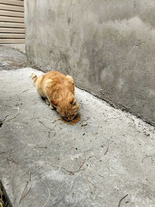 Рыжий молодой котик бесплатно