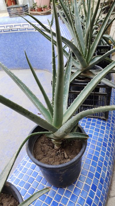 Алоэ Вера гули сотилади