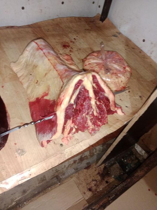 Жылқы еті сатылады. Байтал  бие,